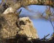 Florida;Everglades;Southeast-USA;Owl;Great-Horned-Owl;Bubo-virginianus;one-anima